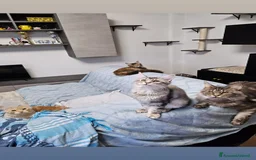 Maine Coon gatti in vendita: Cucciola maine coon - Immagine 7