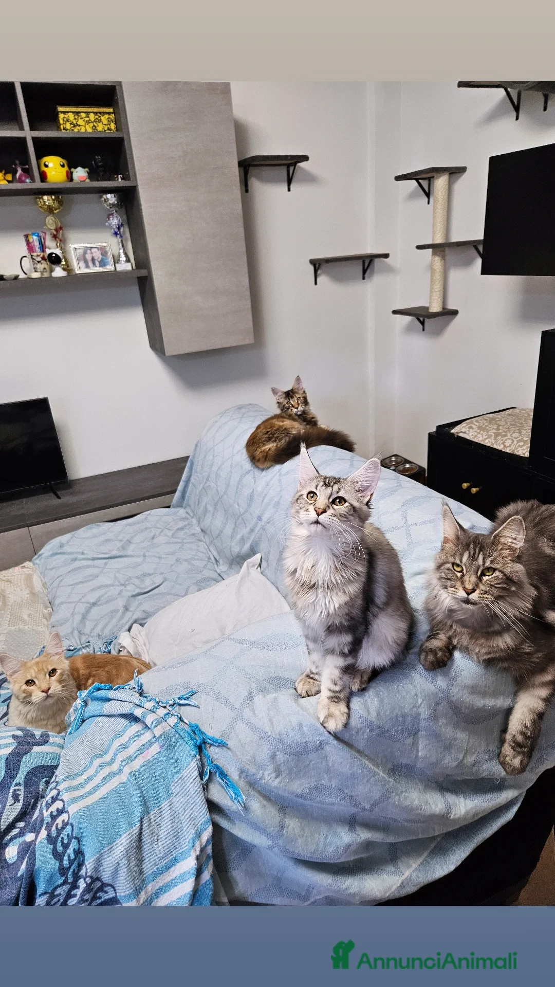 Maine Coon gatti in vendita: Cucciola maine coon - Annuncio 7