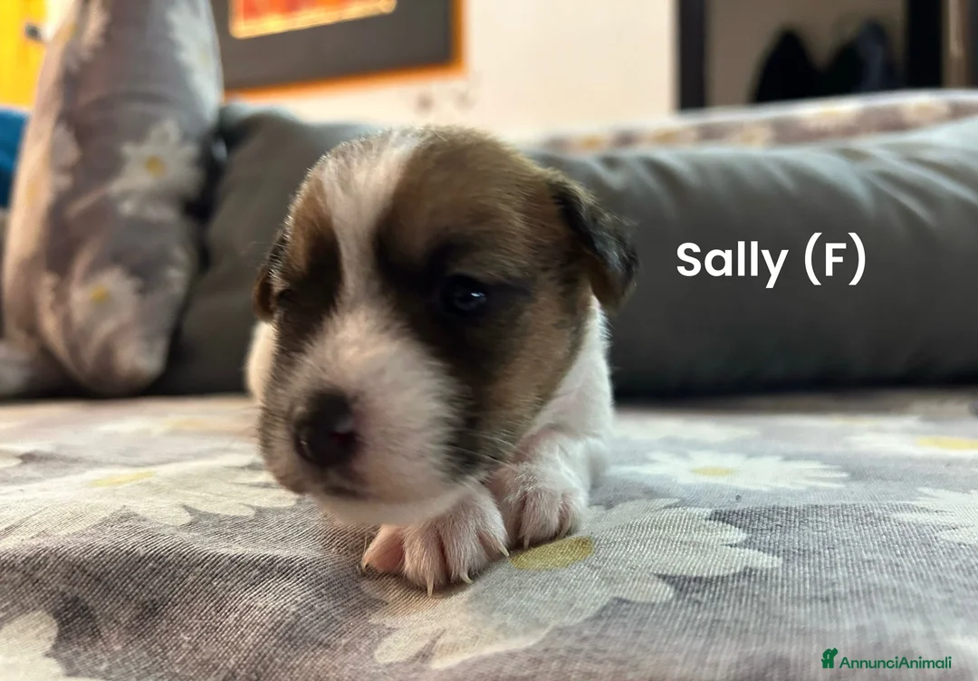 Jack Russell cani in vendita: Cuccioli di jack Russel pelo broken  - Annuncio 1