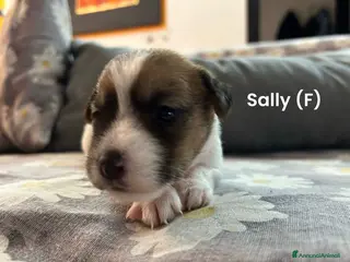 Jack Russell cani Cuccioli di jack Russel pelo broken - Annuncio 1