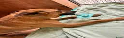 Meticcio cani in regalo: ARGO CERCA CASA - Annuncio 3