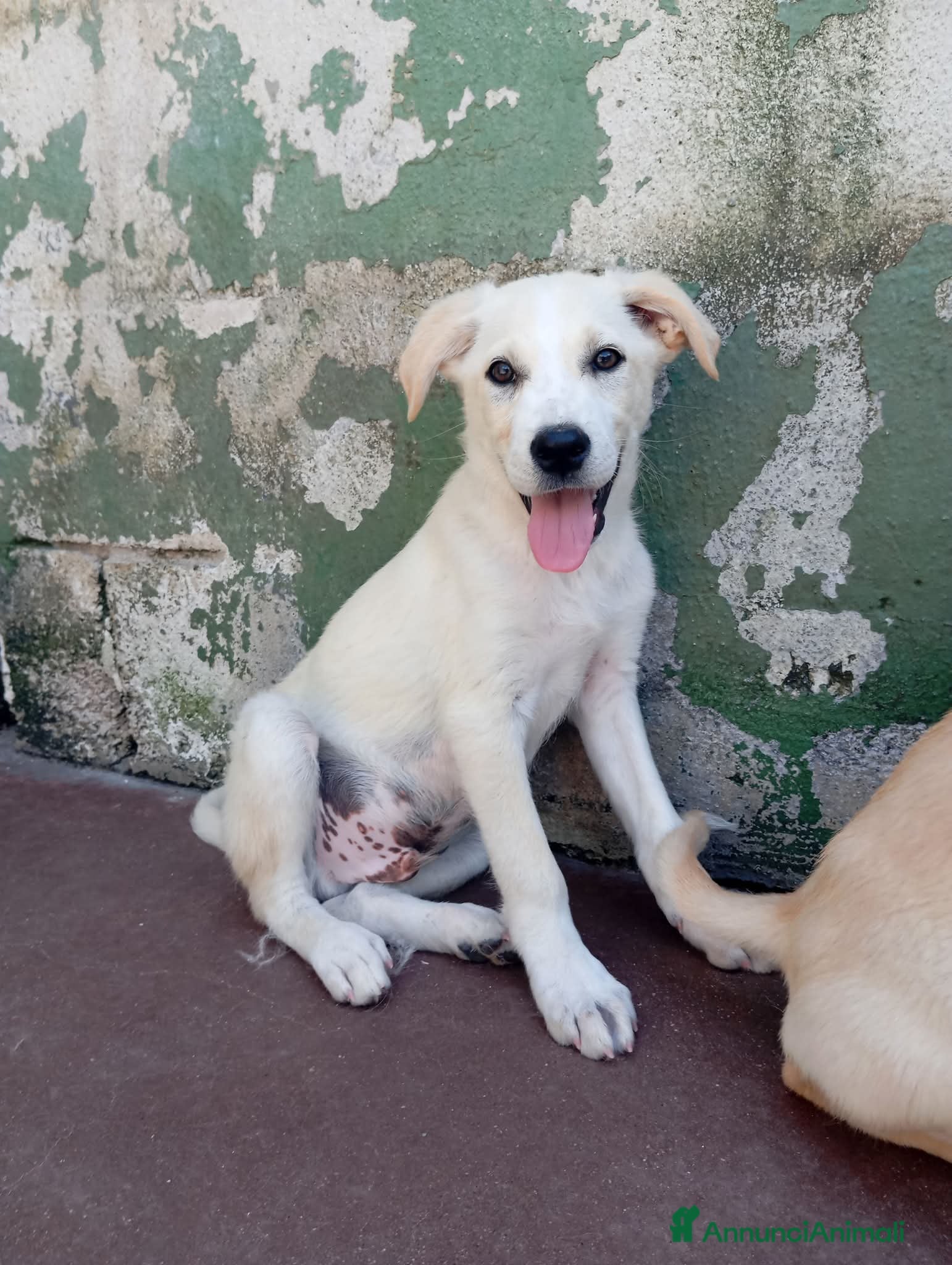 Meticcio cani Harry, mix golden/labrador! (4 mesi)  - Annuncio 26