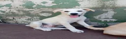 Meticcio cani in regalo: Harry, mix golden/labrador! (4 mesi)  - Annuncio 1
