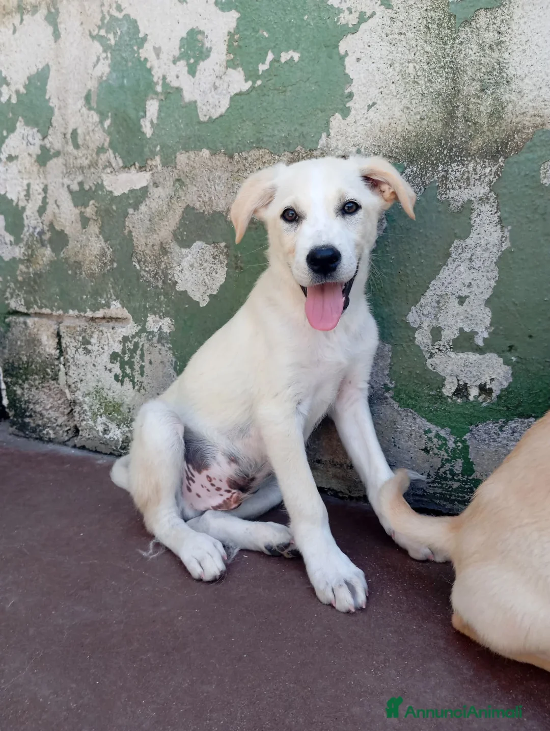 Meticcio cani in regalo: Harry, mix golden/labrador! (4 mesi)  - Annuncio 1