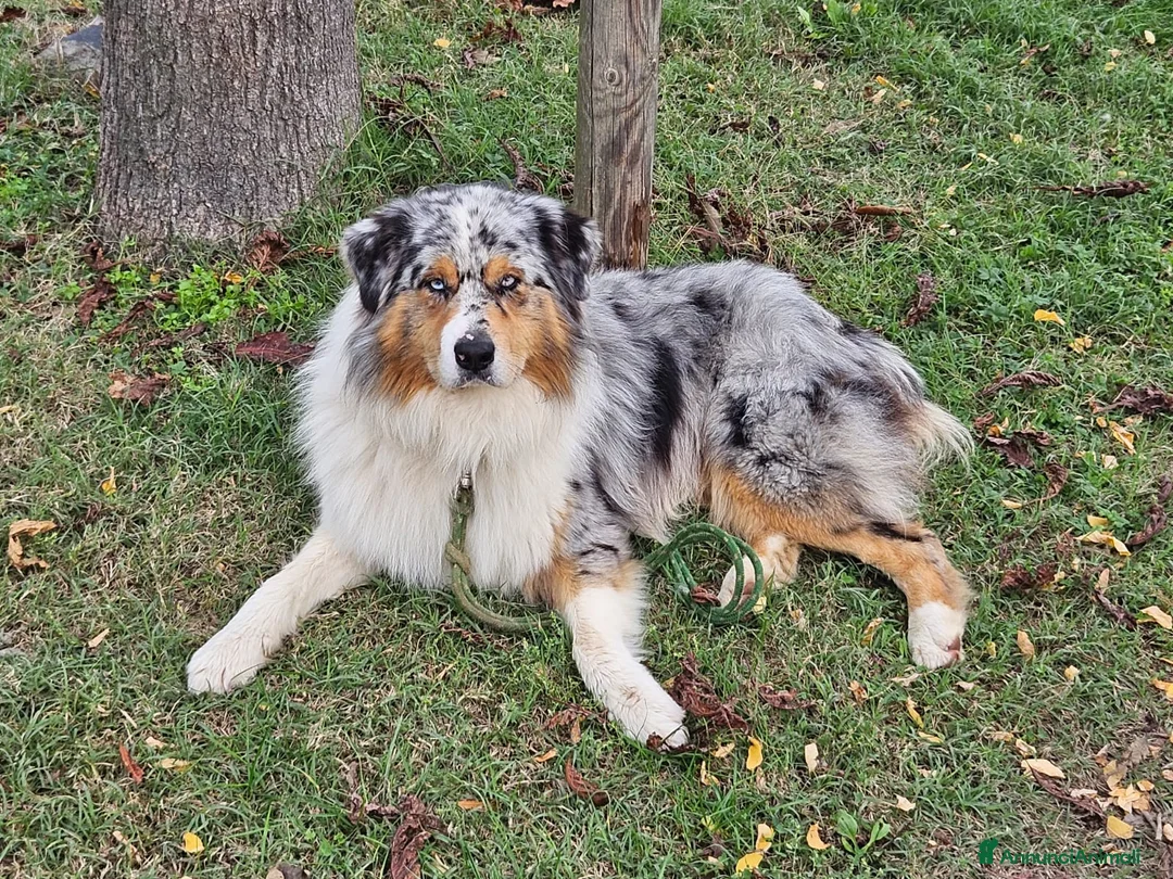 Australian Shepherd cani in vendita: Cucciola  casalinga  a Provincia di Bergamo - Annuncio 2