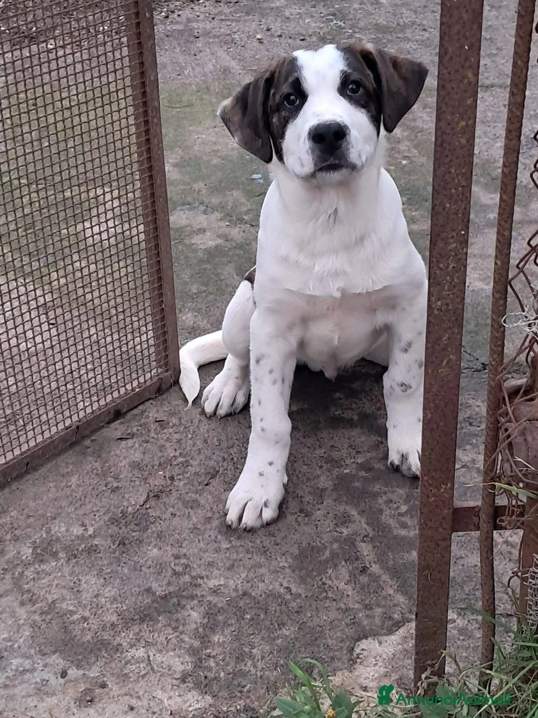 Cane di Mannara cani in regalo: Macchia cucciolo meraviglioso  - Annuncio 5