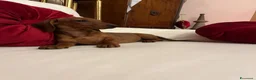 Bassotto cani in vendita: Cuccioli Bassotto Kaninchen e nano - Annuncio 18