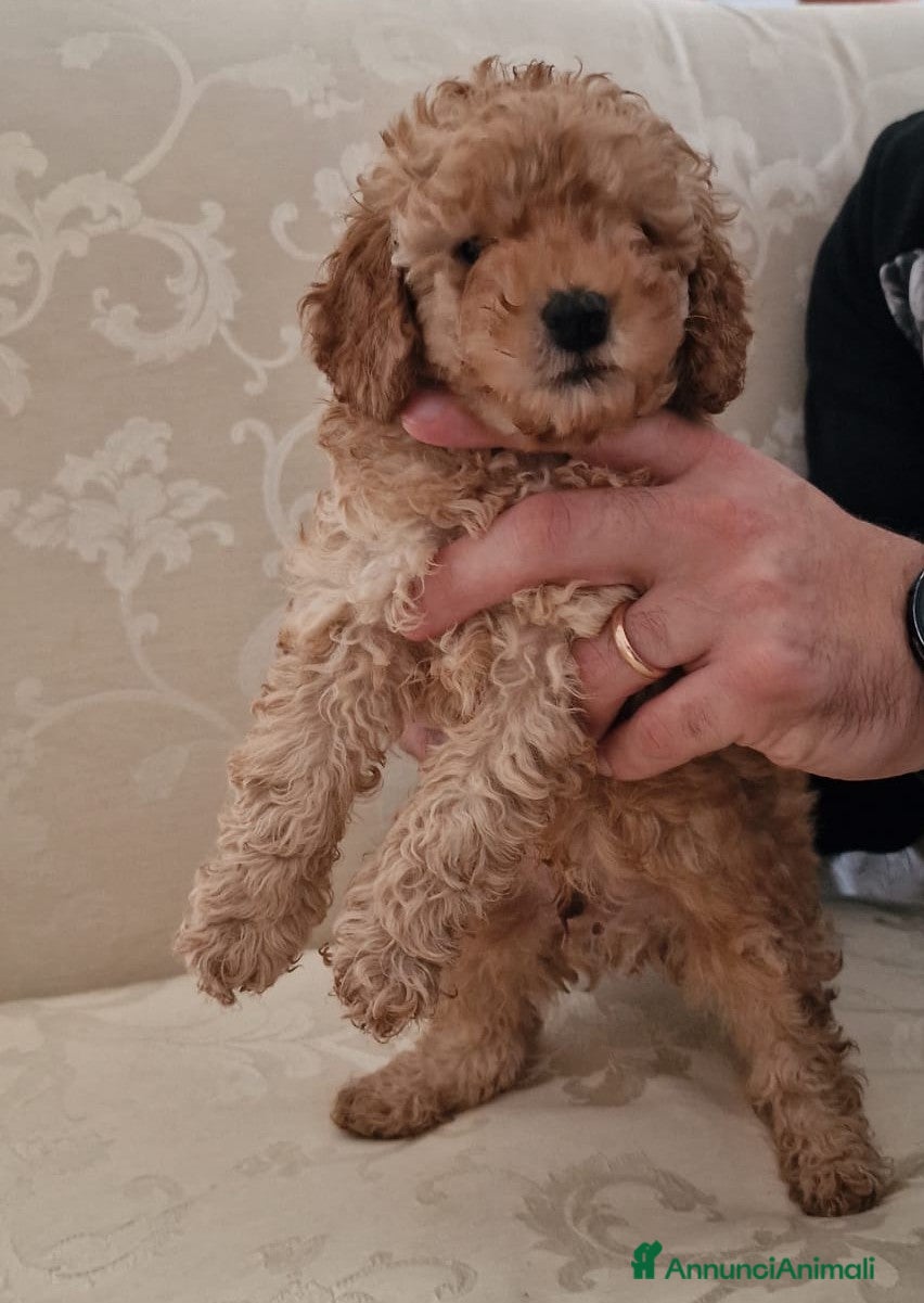 Barboncino Toy cani Barboncini mini toy - Annuncio 2