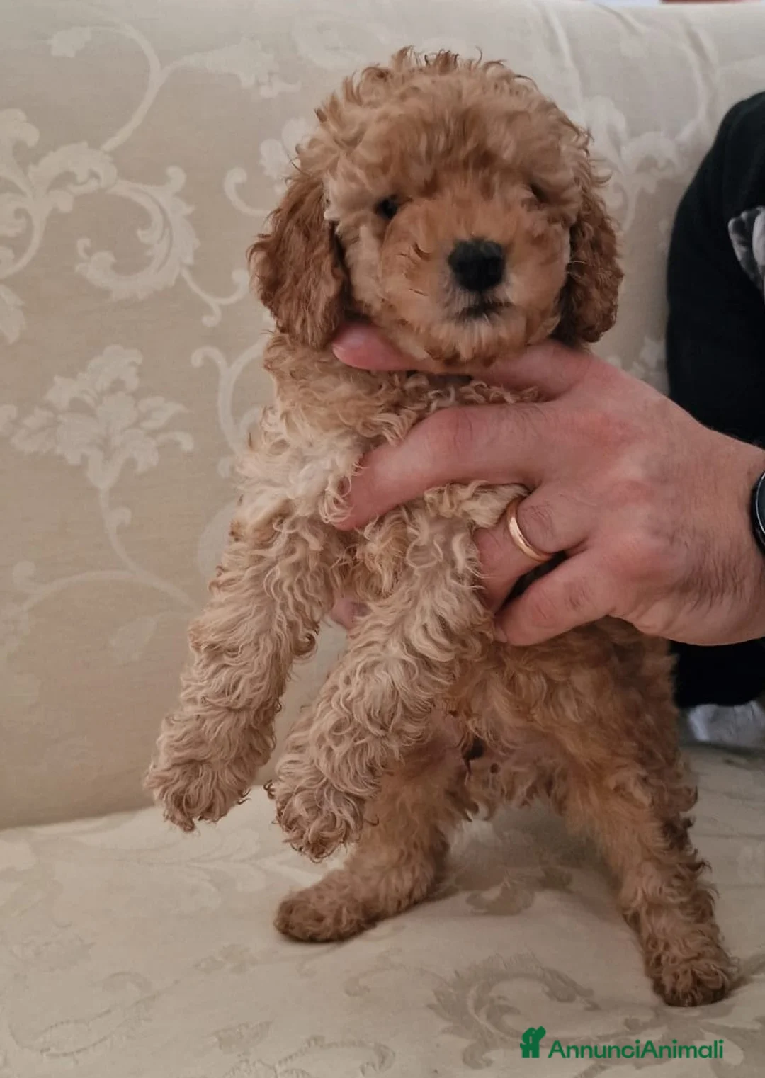 Barboncino Toy cani in vendita: Barboncini mini toy - Annuncio 2