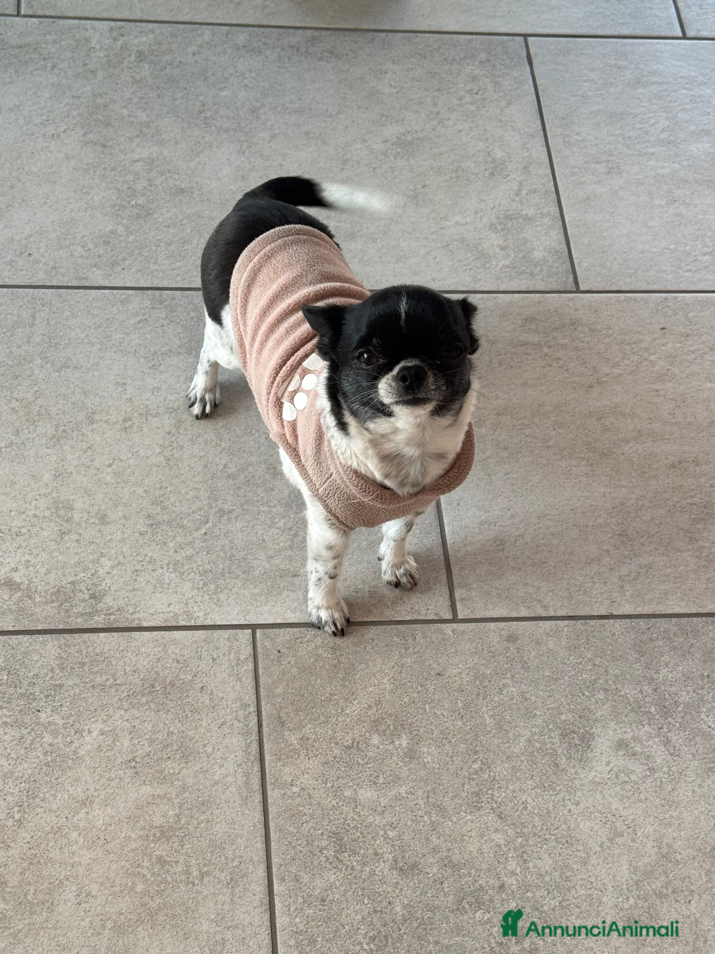 Chihuahua cani Chihuahua - Annuncio 1