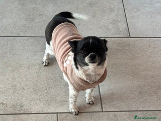 Chihuahua cani Chihuahua - Annuncio 1