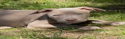 Pitbull cani in vendita: Pit Bull con pedigree, paghi anche a rate  - Annuncio 28