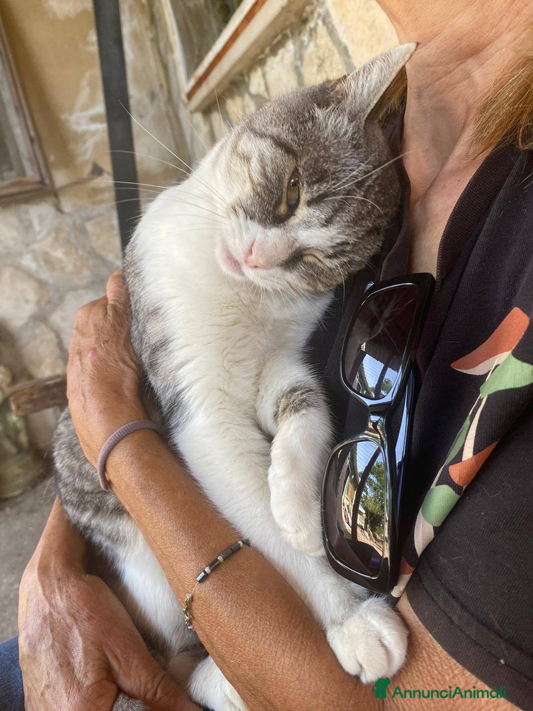 Europeo gatti in regalo: LICIA, tenera micia in adozione! - Annuncio 6