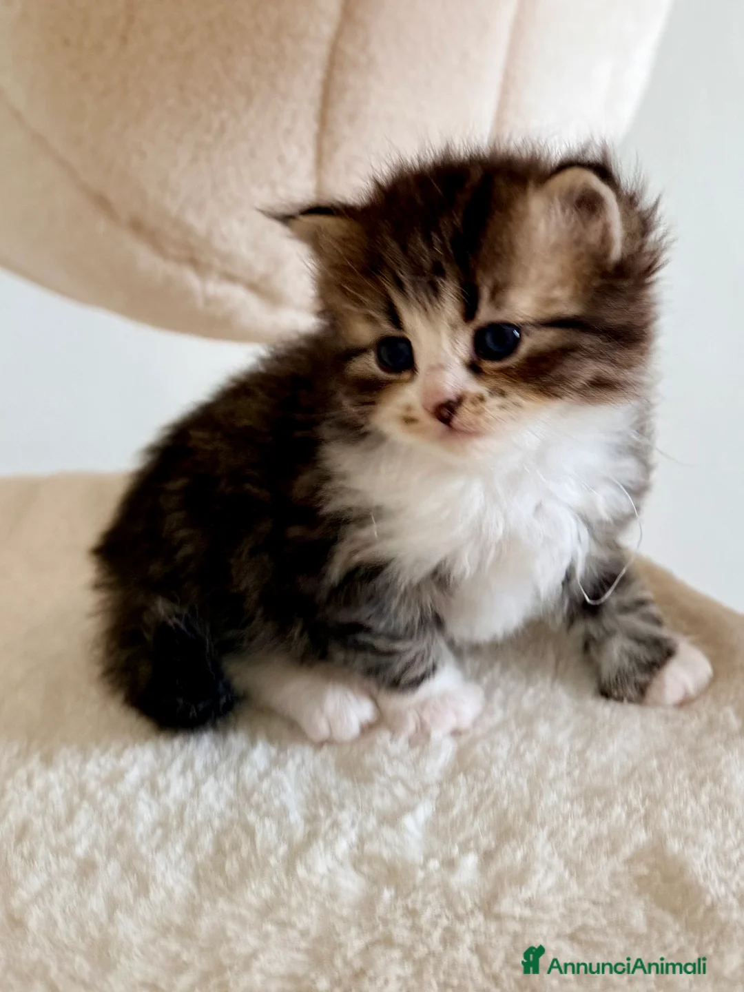 Siberiano gatti in vendita: Gattini siberiani e Neva masquerade - Annuncio 4