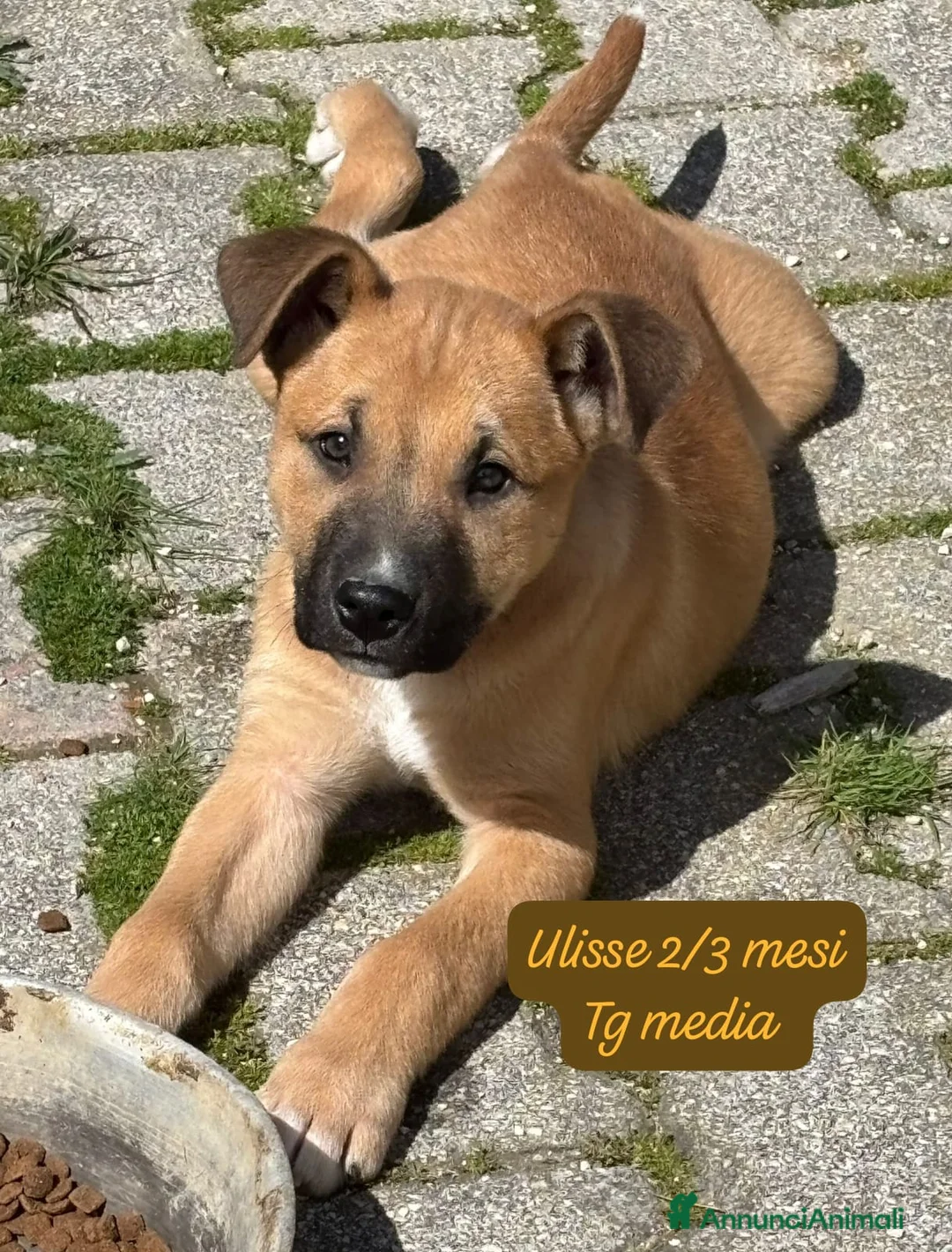 Meticcio cani in regalo: Tanti cuccioli da salvare  a Città Metropolitana di Bologna - Annuncio 1