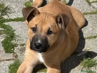 Meticcio cani Tanti cuccioli da salvare - Annuncio 29