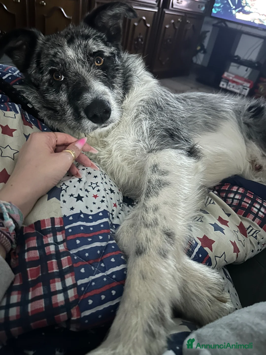 Meticcio cani in regalo: Regalo incrocio border collie pastore di oropa a Provincia di Varese - Annuncio 1