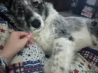 Meticcio cani Regalo incrocio border collie pastore di oropa - Annuncio 1