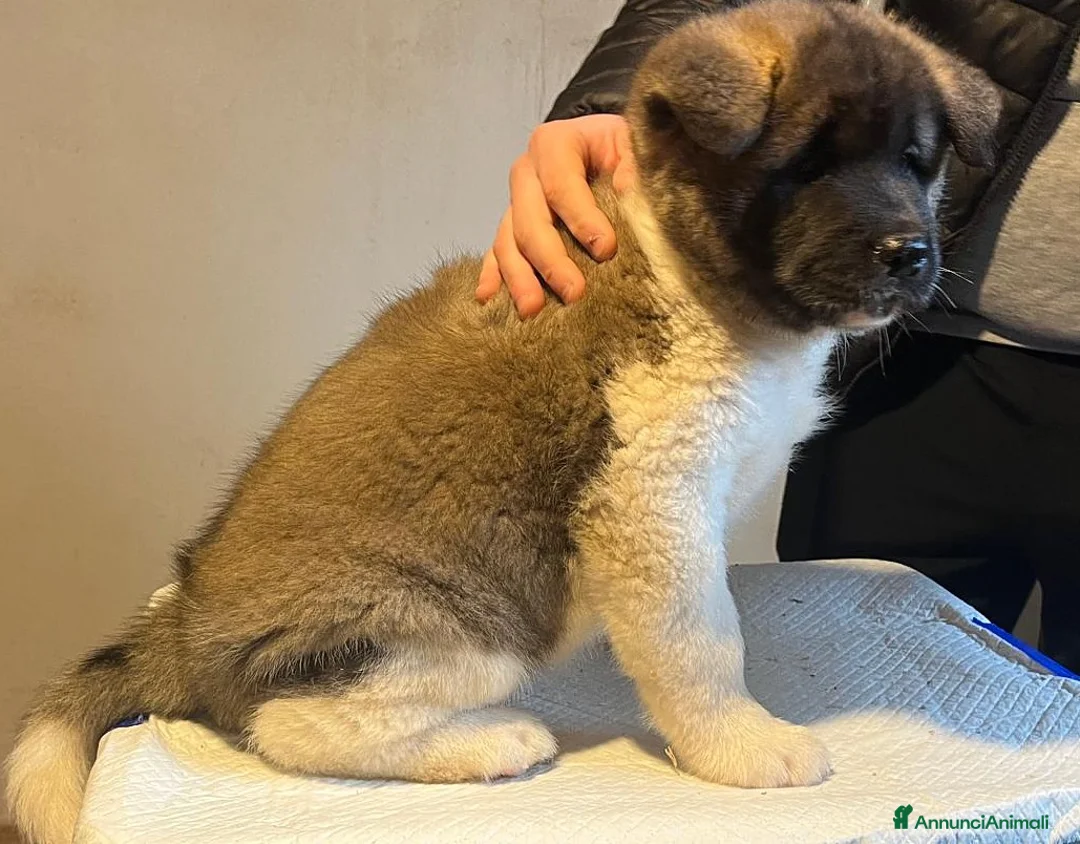 Akita Americano cani in vendita: AKITA AMERICANO  - Annuncio 6