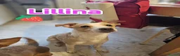 Meticcio cani in regalo: Lillina finirà in canile o rifugio  a Città metropolitana di Milano - Annuncio 2