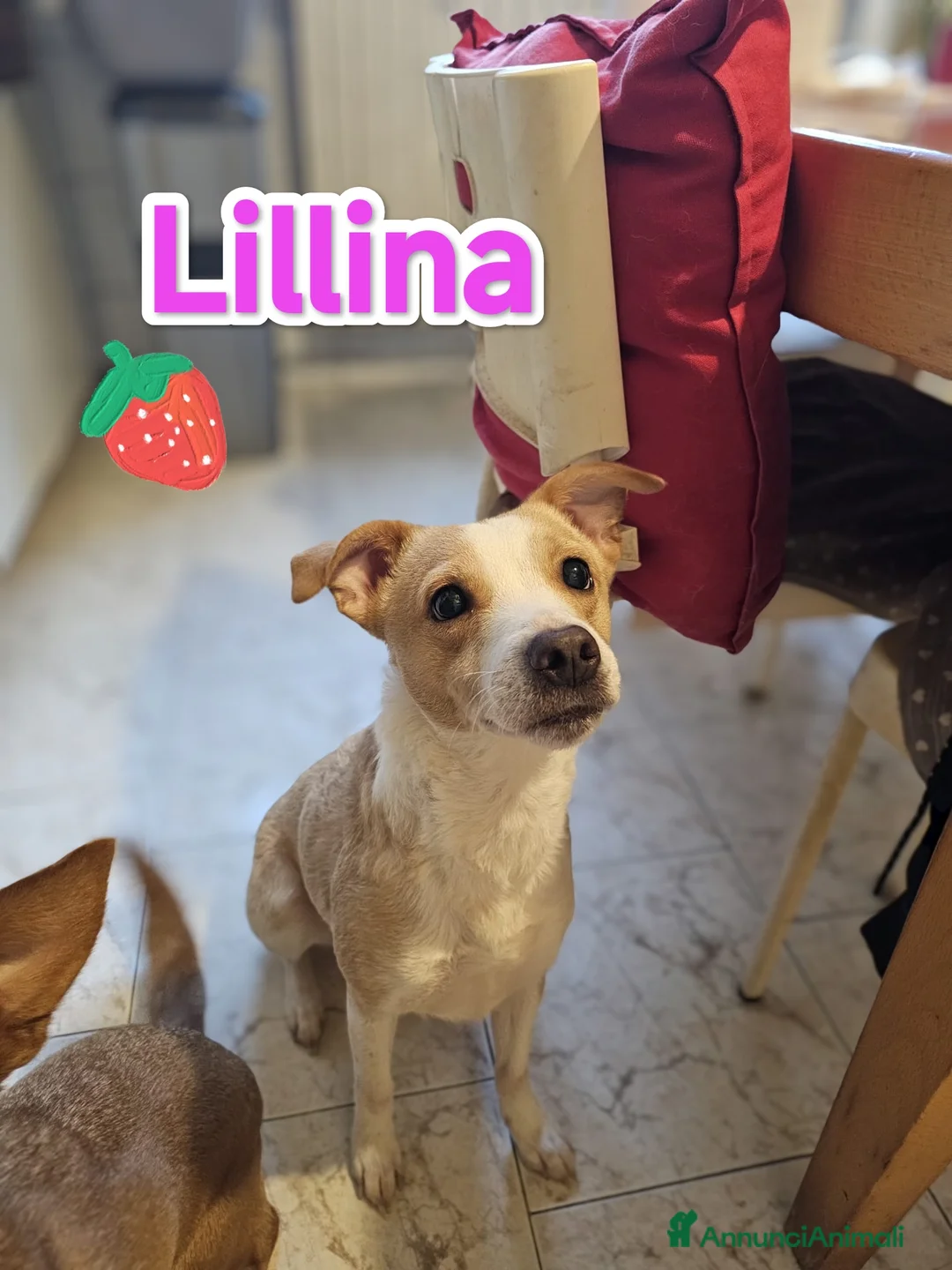 Meticcio cani in regalo: Lillina finirà in canile o rifugio  a Città metropolitana di Milano - Annuncio 2