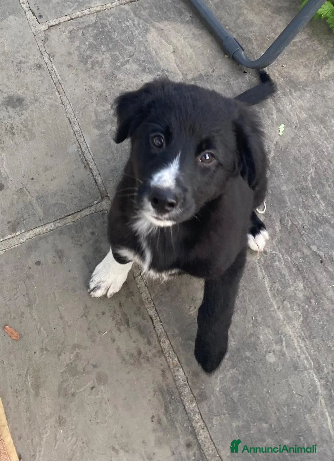 Meticcio cani in vendita: Cuccioli affettuosi perfetti per famiglie  - Annuncio 2