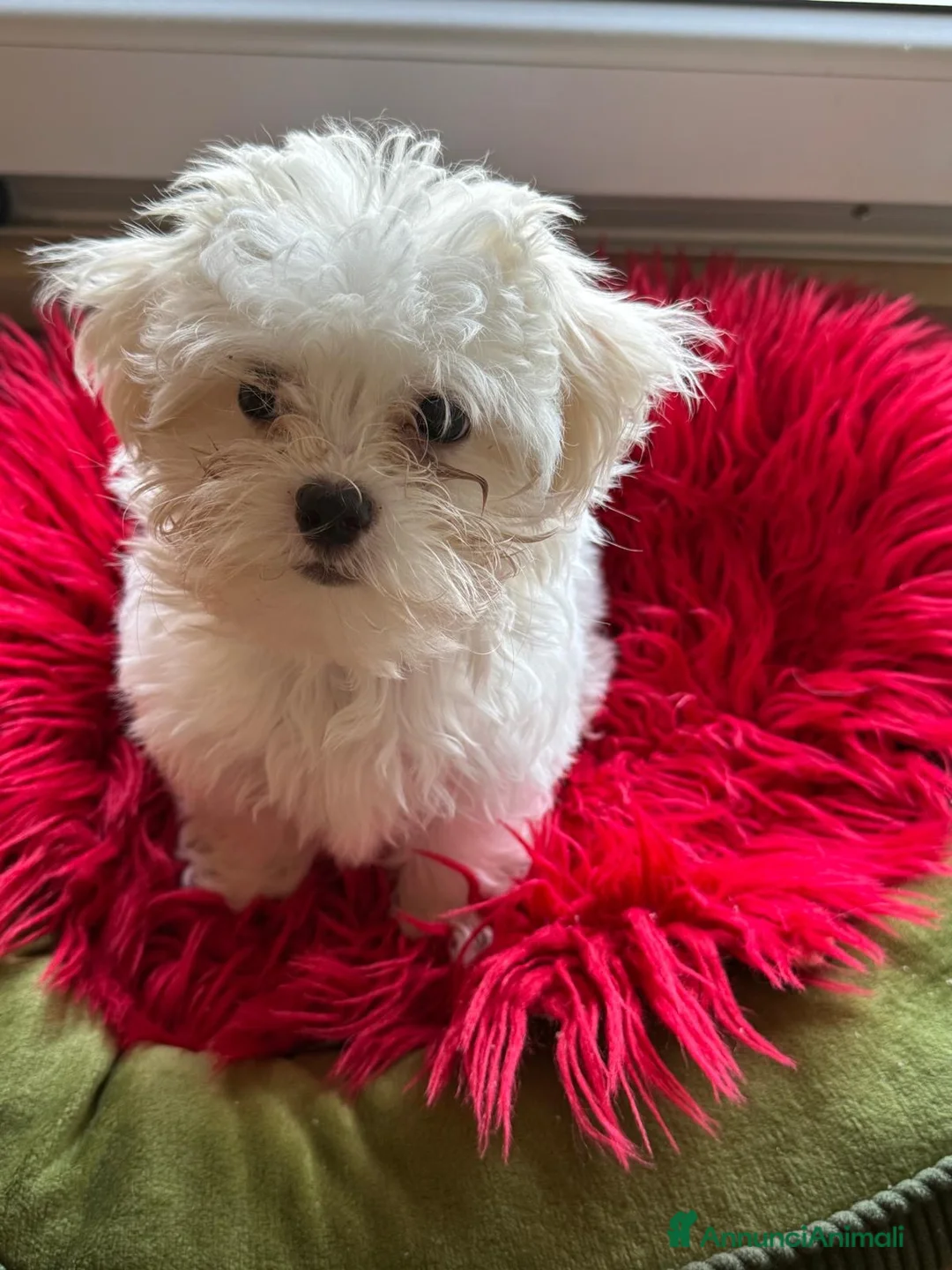 Maltese cani in vendita: Maltese MiniToy - Annuncio 1