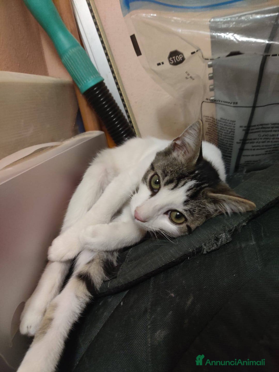 Europeo gatti in regalo: Dolcissimo gattino in adozione, PACO! - Annuncio 7