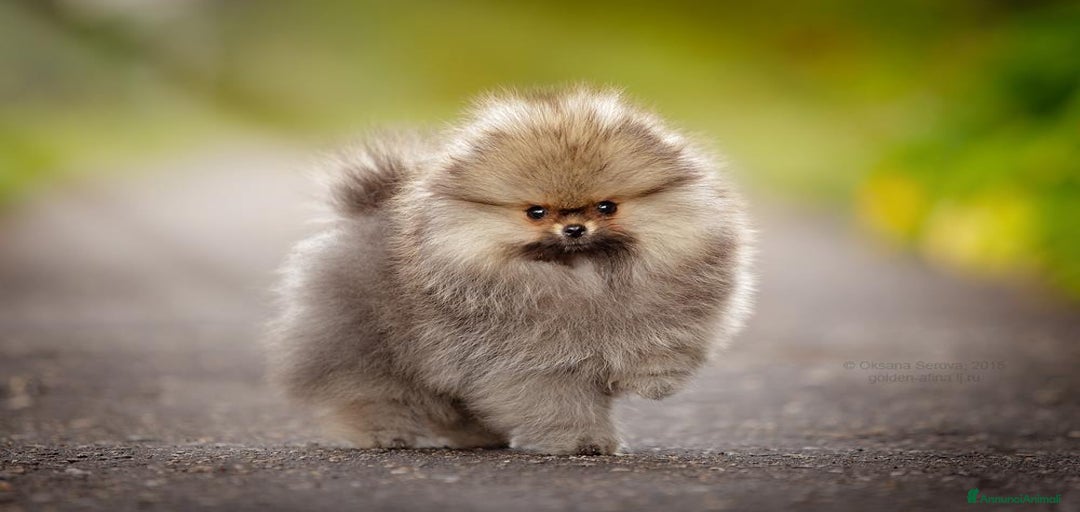 Immagine della galleria {{count}}