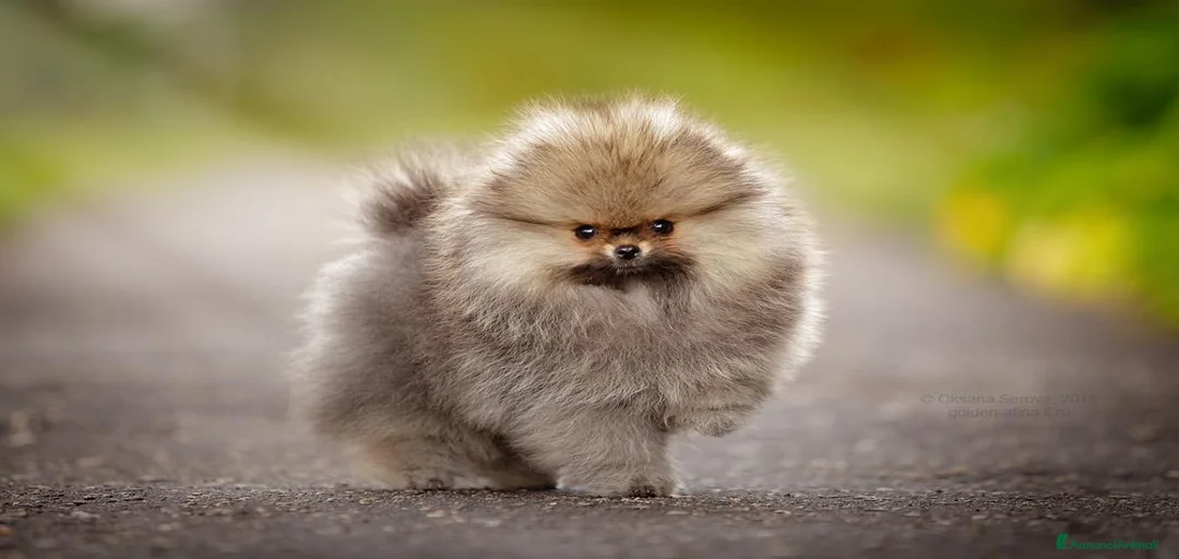 Immagine della galleria {{count}}