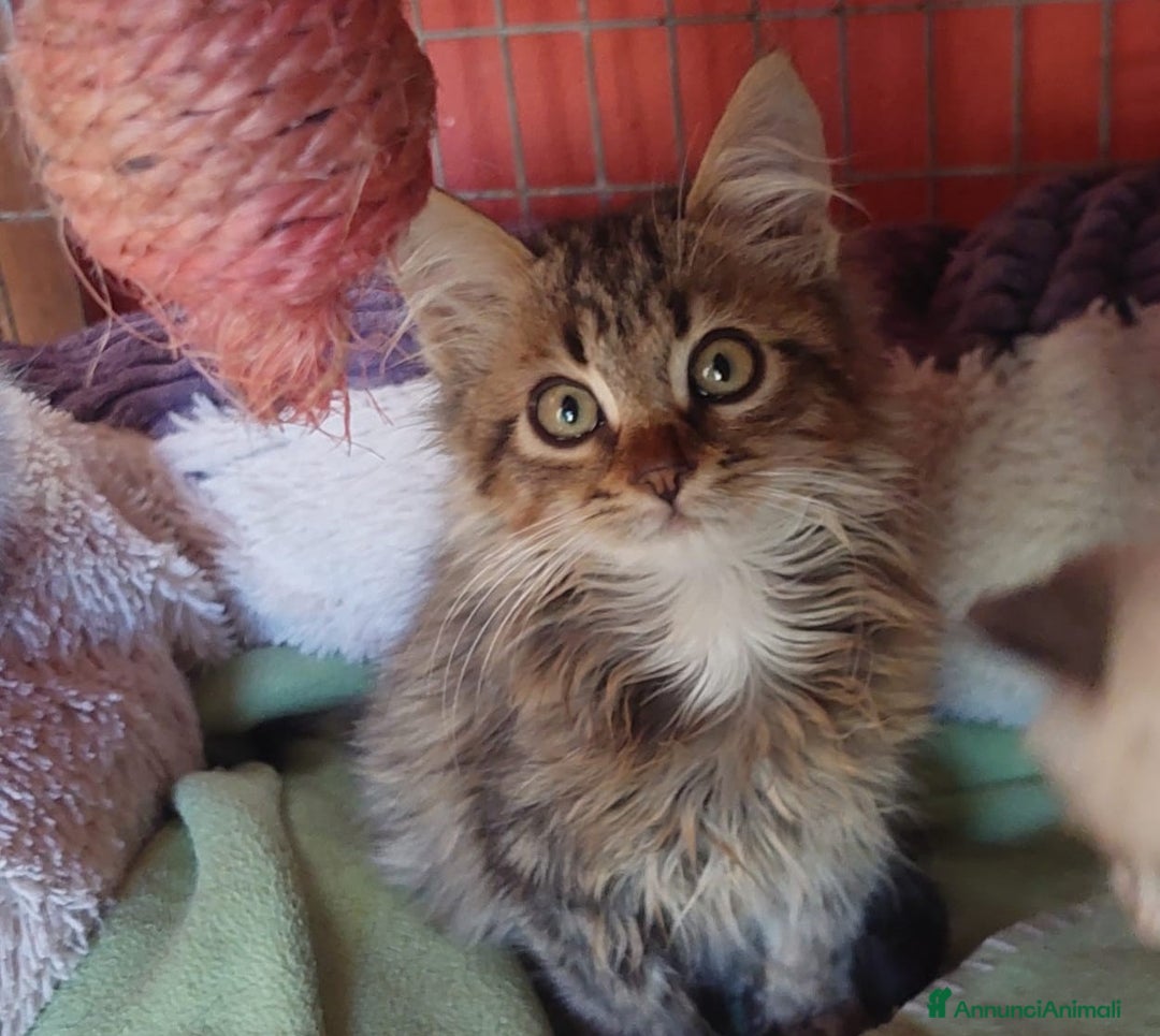 Maine Coon gatti in regalo: Jerry, un dolcissimi micino  aspetta casa - Annuncio 1