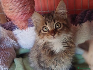 Maine Coon gatti in regalo: Jerry, un dolcissimi micino aspetta casa - Annuncio 1