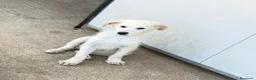 Meticcio cani in regalo: Ginos a Provincia di Verona - Annuncio 2