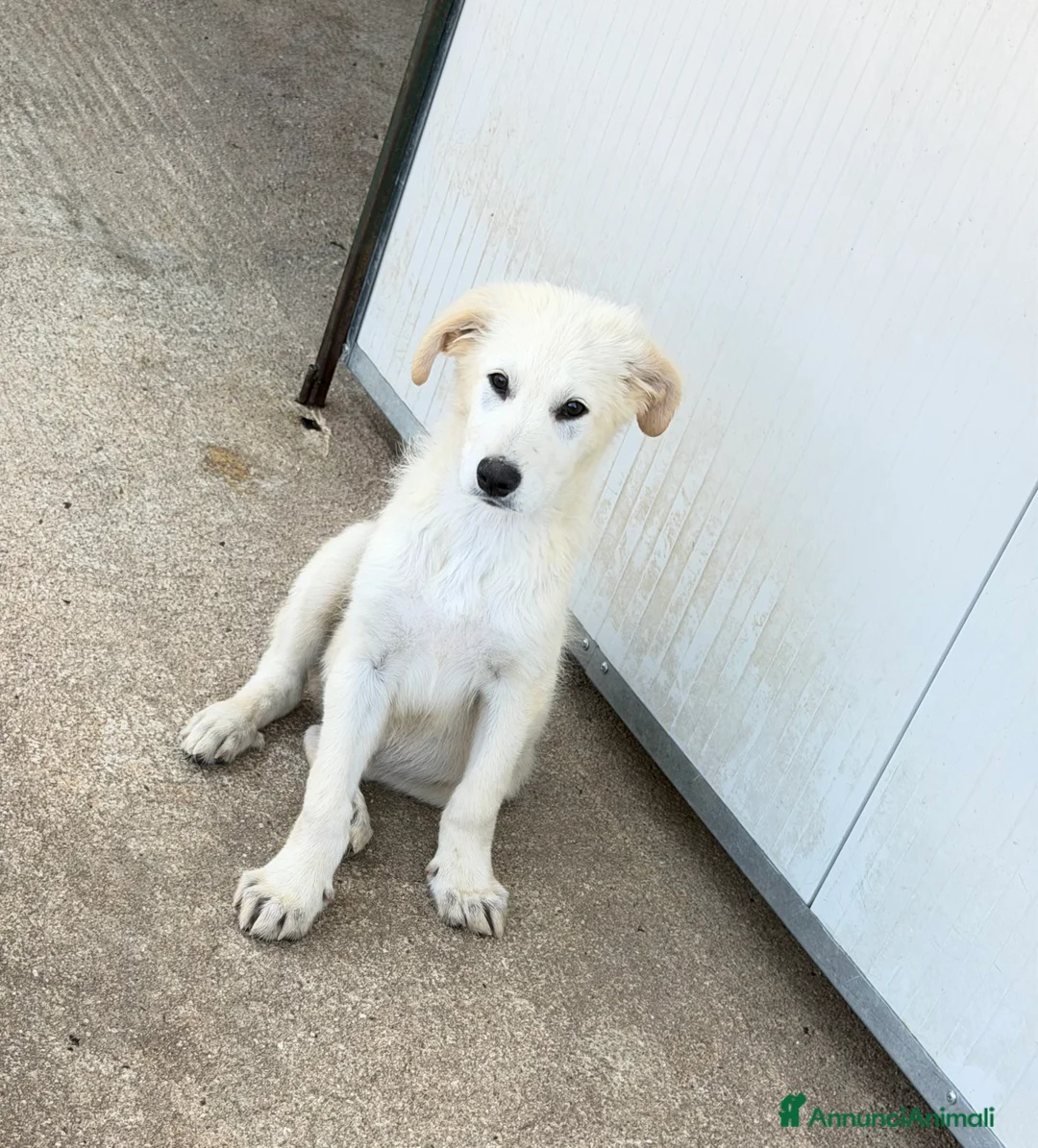 Meticcio cani in regalo: Ginos a Provincia di Verona - Annuncio 2