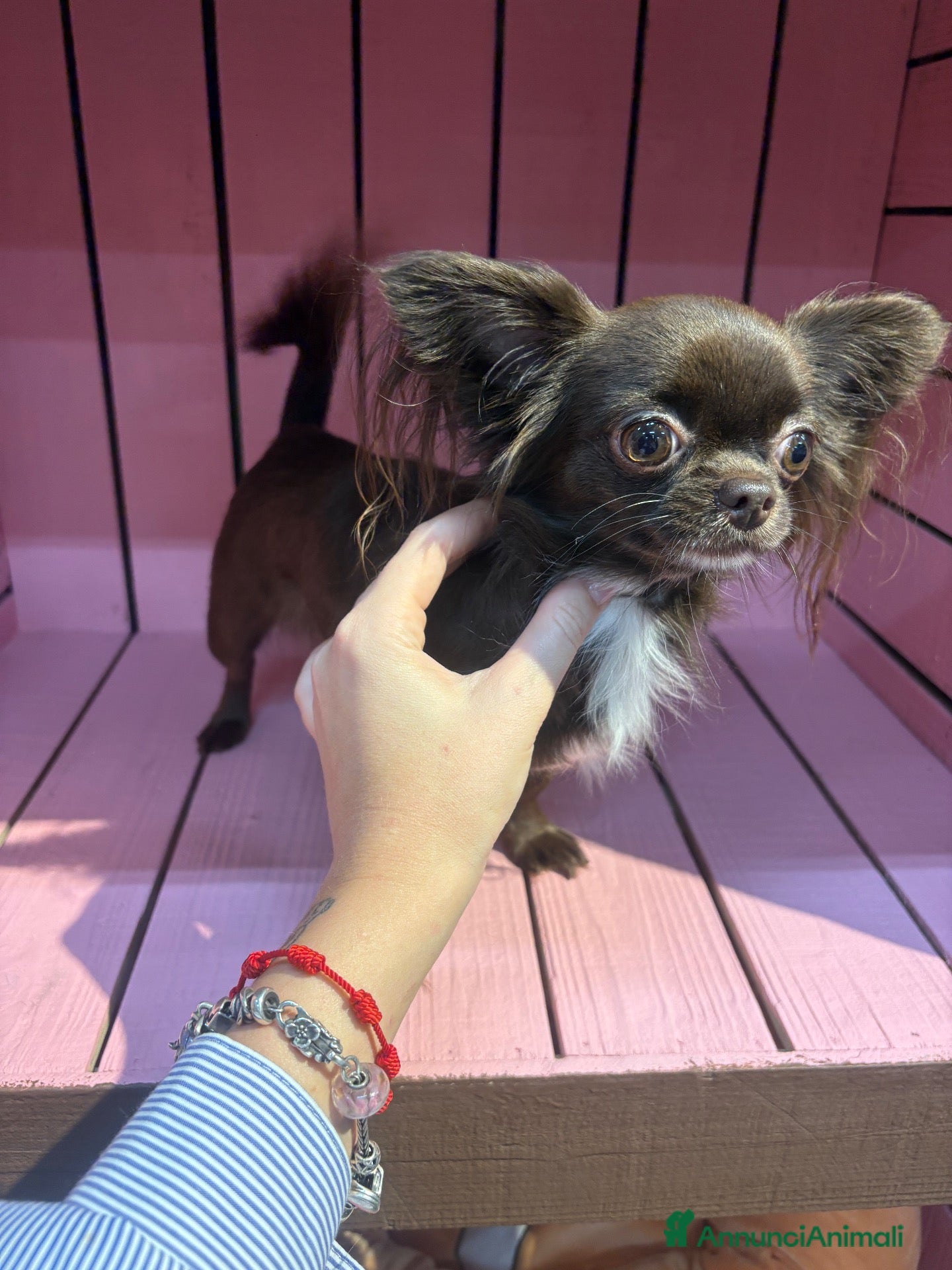 Chihuahua cani Chihuahua pelo lungo bicolore - Annuncio 7