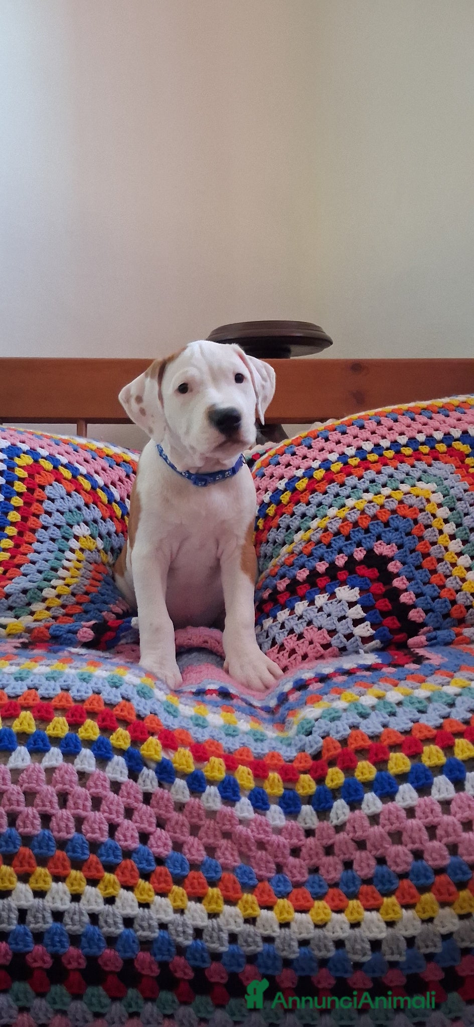 Pitbull cani Pitbull - Annuncio 1