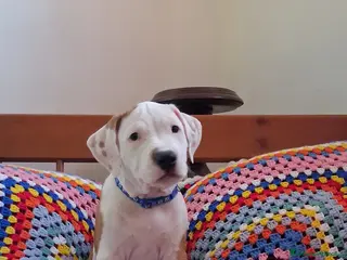 Pitbull cani Pitbull - Annuncio 1