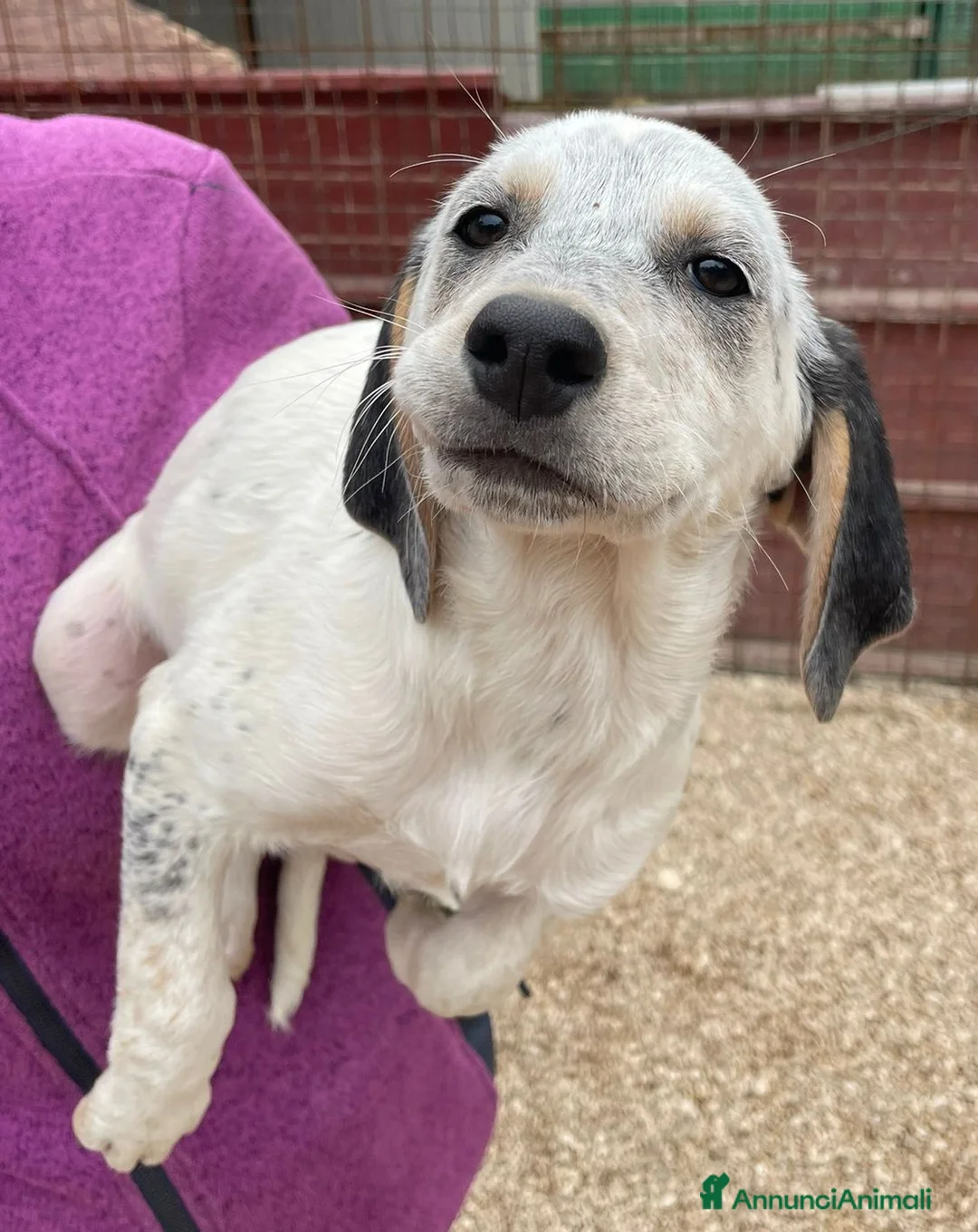 Meticcio cani in regalo: ADOTTA LA BELLA E DOLCE SIRYA a Provincia di Reggio Emilia - Annuncio 1