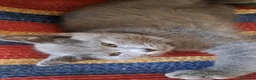 Certosino gatti in vendita: GATTINA CERTOSINA CON PEDIGREE - Annuncio 4