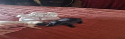 Chihuahua cani in vendita: Cuccioli di chihuahua toy  - Annuncio 20