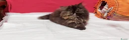 Persiano gatti in vendita: Cuccioli di Persiano - Annuncio 1