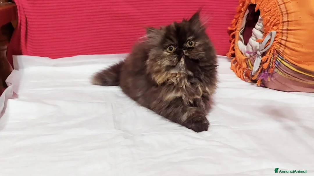 Persiano gatti in vendita: Cuccioli di Persiano - Annuncio 1