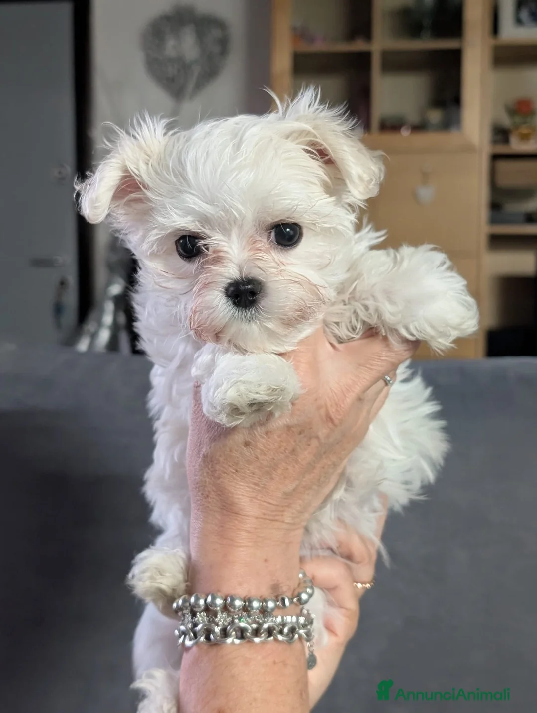 Maltese cani in vendita: Cucciolo femmina di maltese  - Annuncio 3