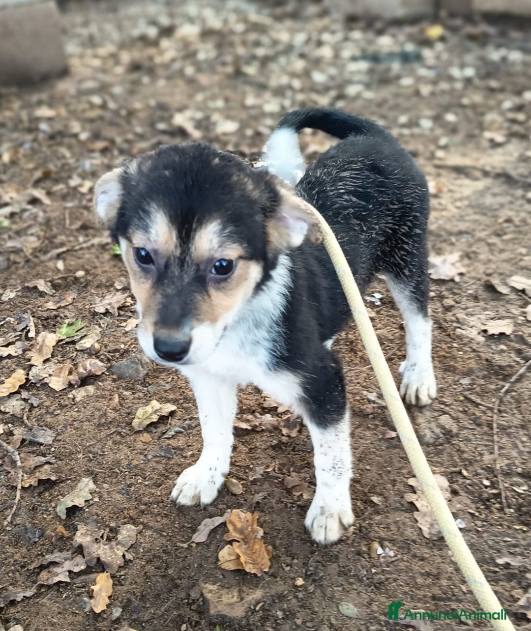 Meticcio cani in regalo: UNA MAMMA PER GEA - Annuncio 2