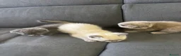 British gatti in vendita: Bellissimi gattini cercano una mamma e un papà - Annuncio 7