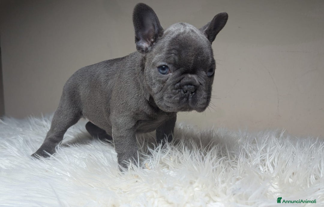 Bulldog Francese cani in vendita: Bulldog francese blu e merle - Annuncio 2