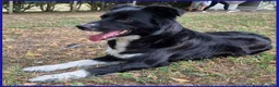 Meticcio cani in regalo: DIETA sui 2anni socievole - Annuncio 3