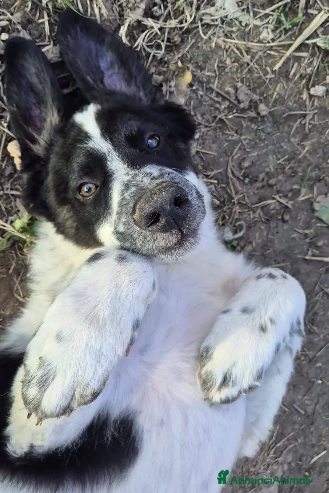 Meticcio cani in regalo: 10 mesi, buono come il pane, taglia media,  - Annuncio 1