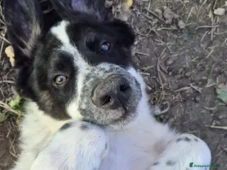 Meticcio cani 10 mesi, buono come il pane, taglia media, - Annuncio 6