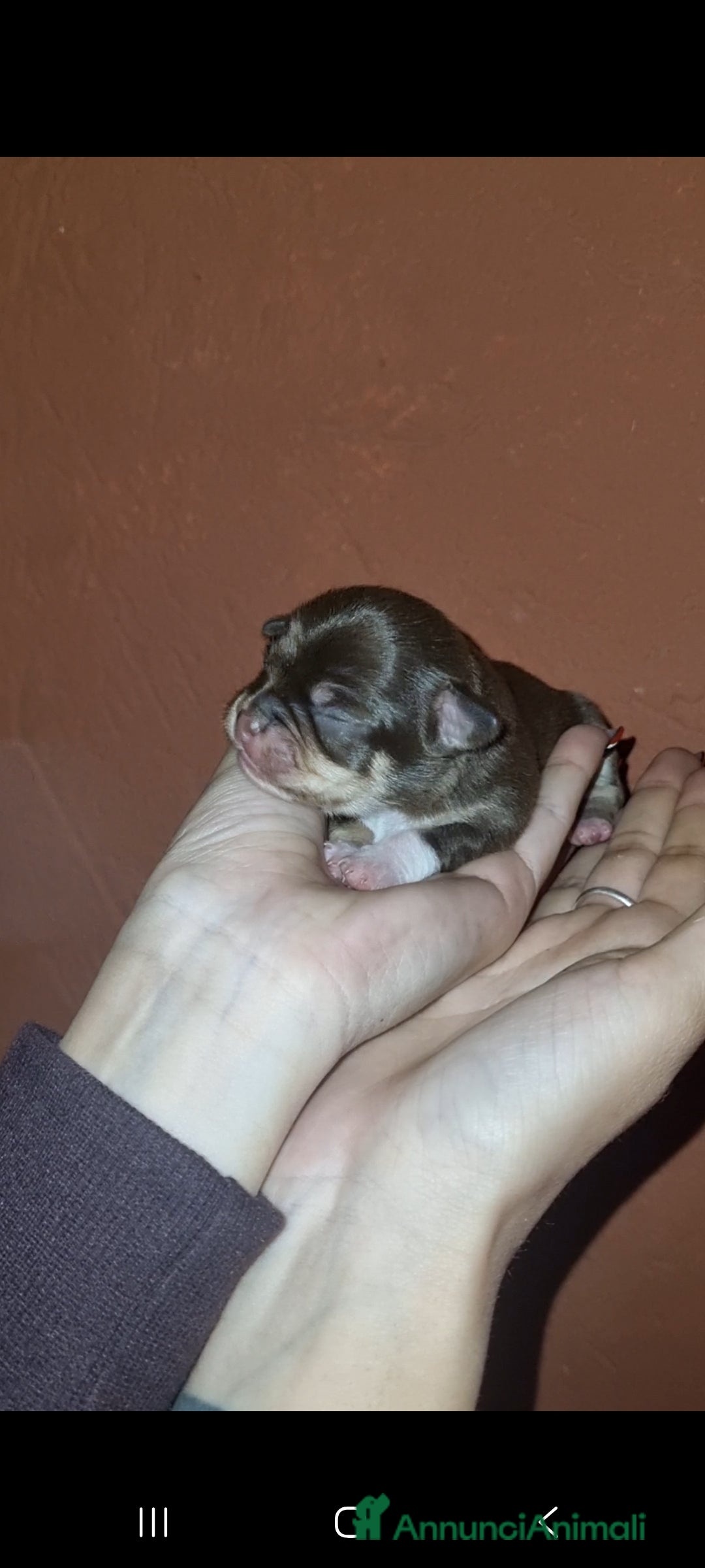 Chihuahua cani in vendita: Cuccioli di chihuahua piccolissimi  - Annuncio 2